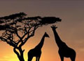 Sunset Safari